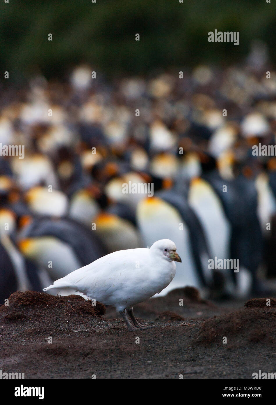 Snowy Sheathbill Zuidpoolkip; Stockfoto