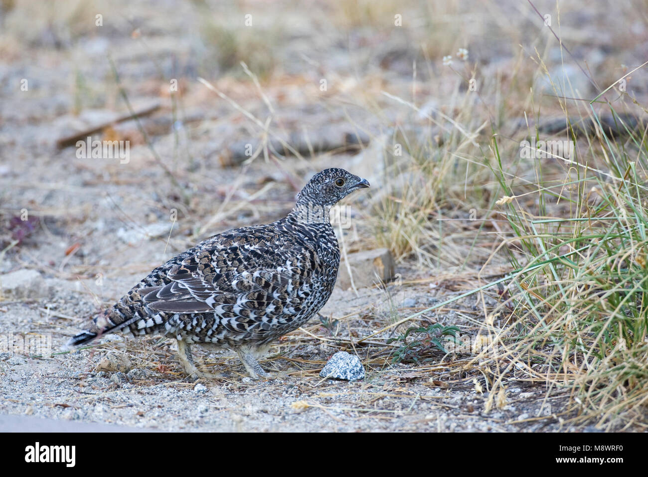 Verrußtes Grouse thront auf Seite der Straße Stockfoto