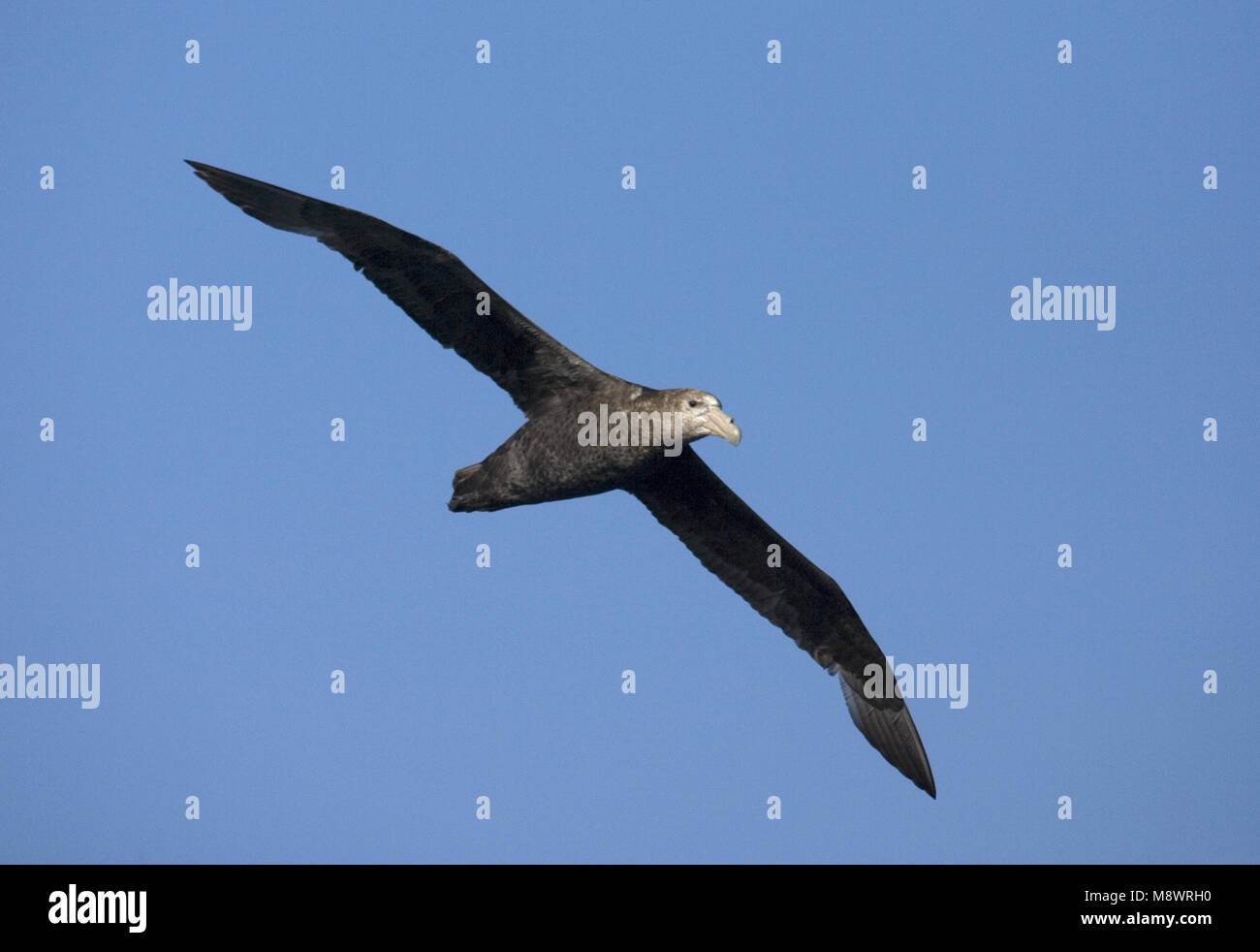 Southern Giant Petrel fliegen; Zuidelijke Reuzenstormvogel vliegend Stockfoto