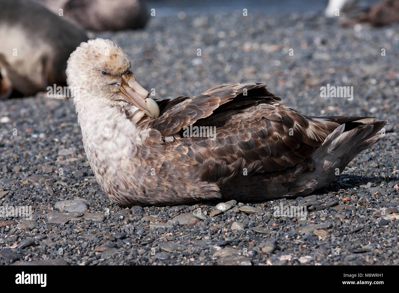 Zuidelijke Reuzenstormvogel poetsend; Südliche Giant Petrel putzen Stockfoto
