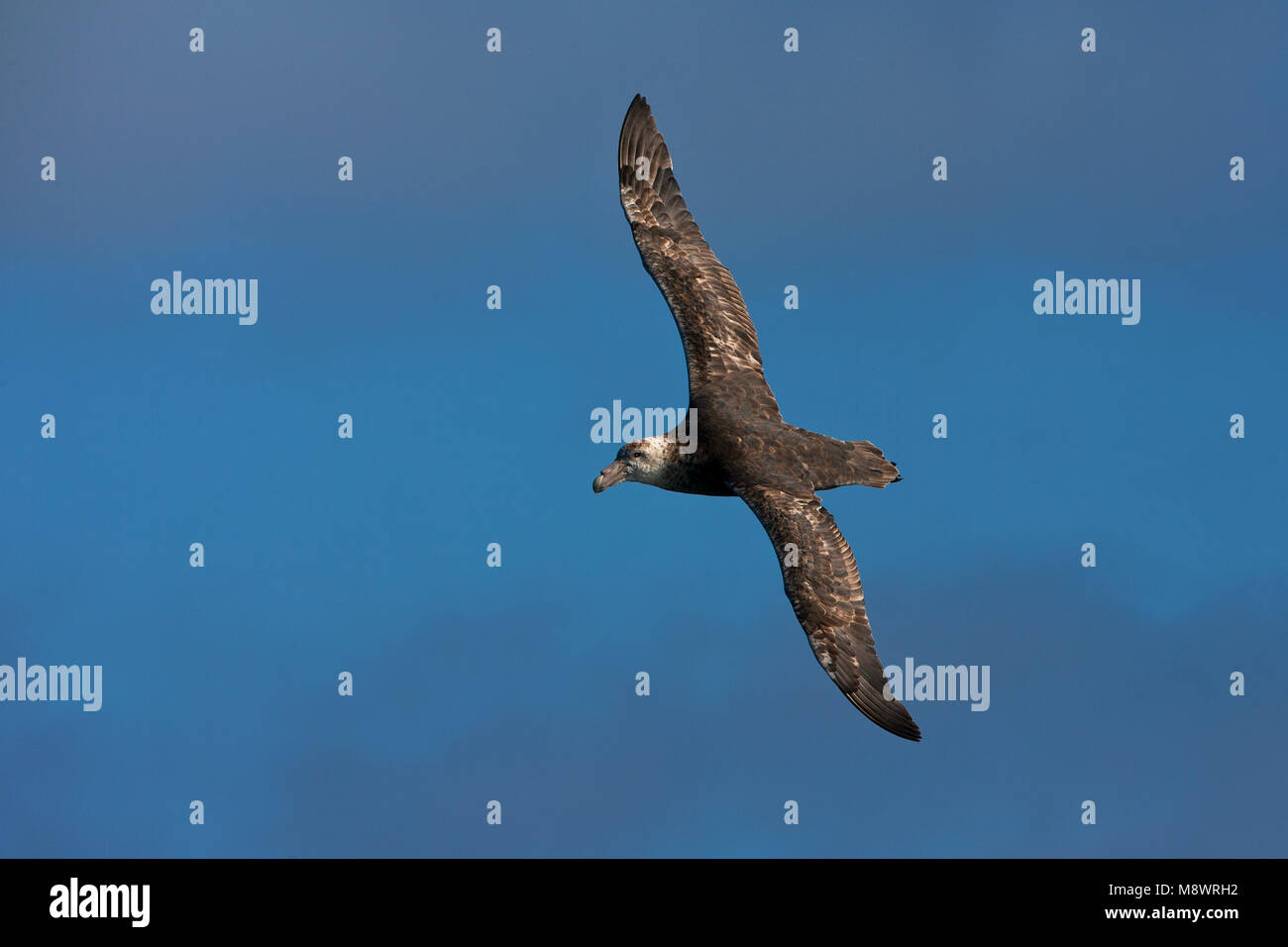 Zuidelijke Reuzenstormvogel vliegend; Südliche Giant Petrel fliegen Stockfoto