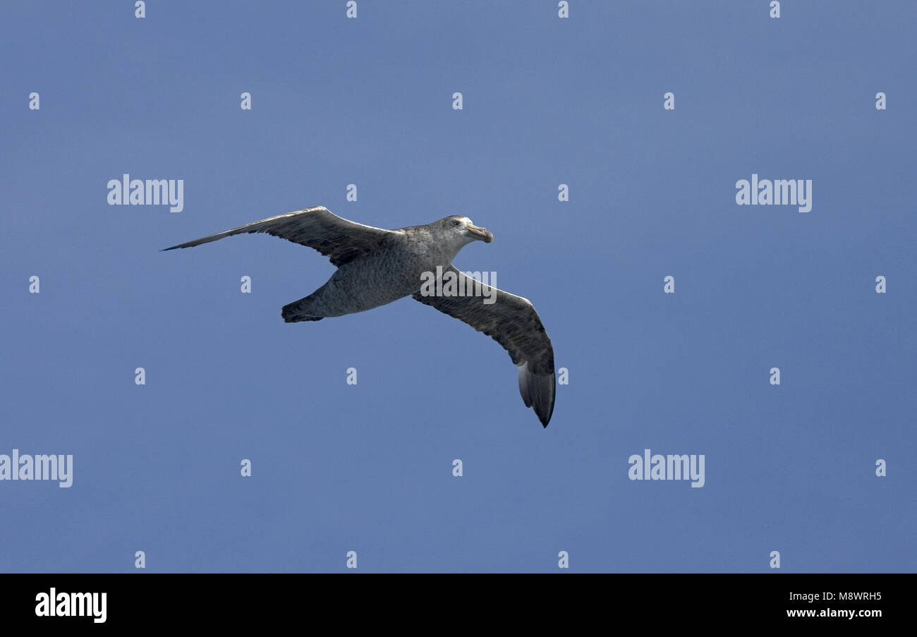 Southern Giant Petrel fliegen; Zuidelijke Reuzenstormvogel vliegend Stockfoto