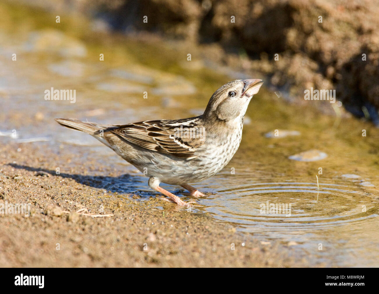 Vrouwtje Spaanse Mus; weiblich Spanisch Sparrow Stockfoto