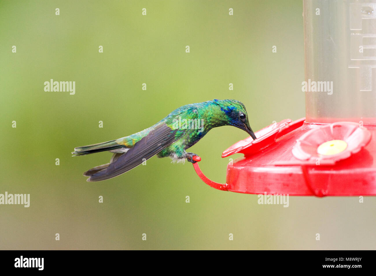 Goulds drinkende Violetoorkolibrie; trinken Sekt Violetear Stockfoto