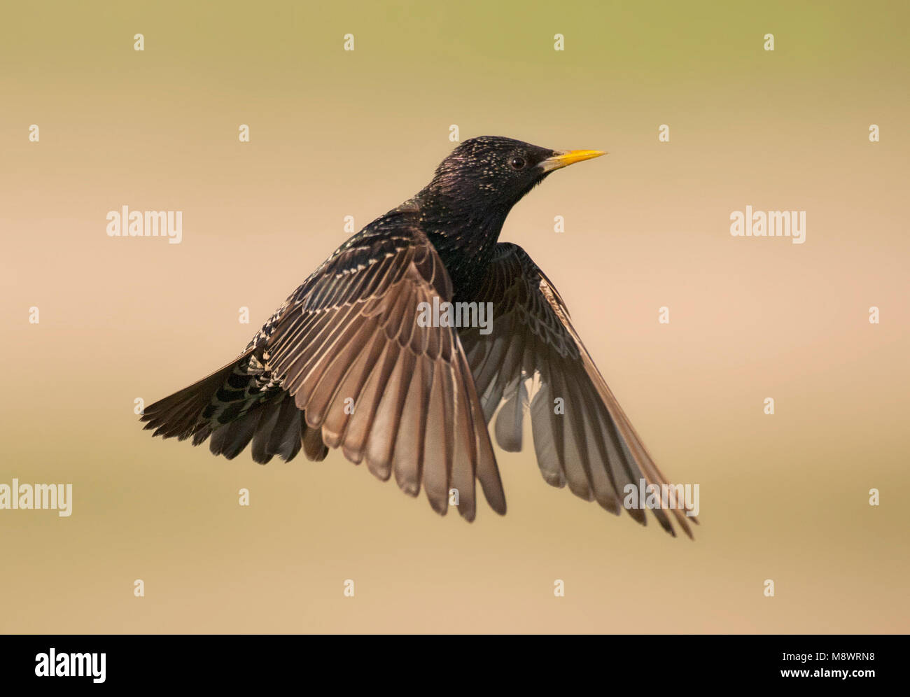 Spreeuw, Common Starling, Sturnus vulgaris Stockfoto