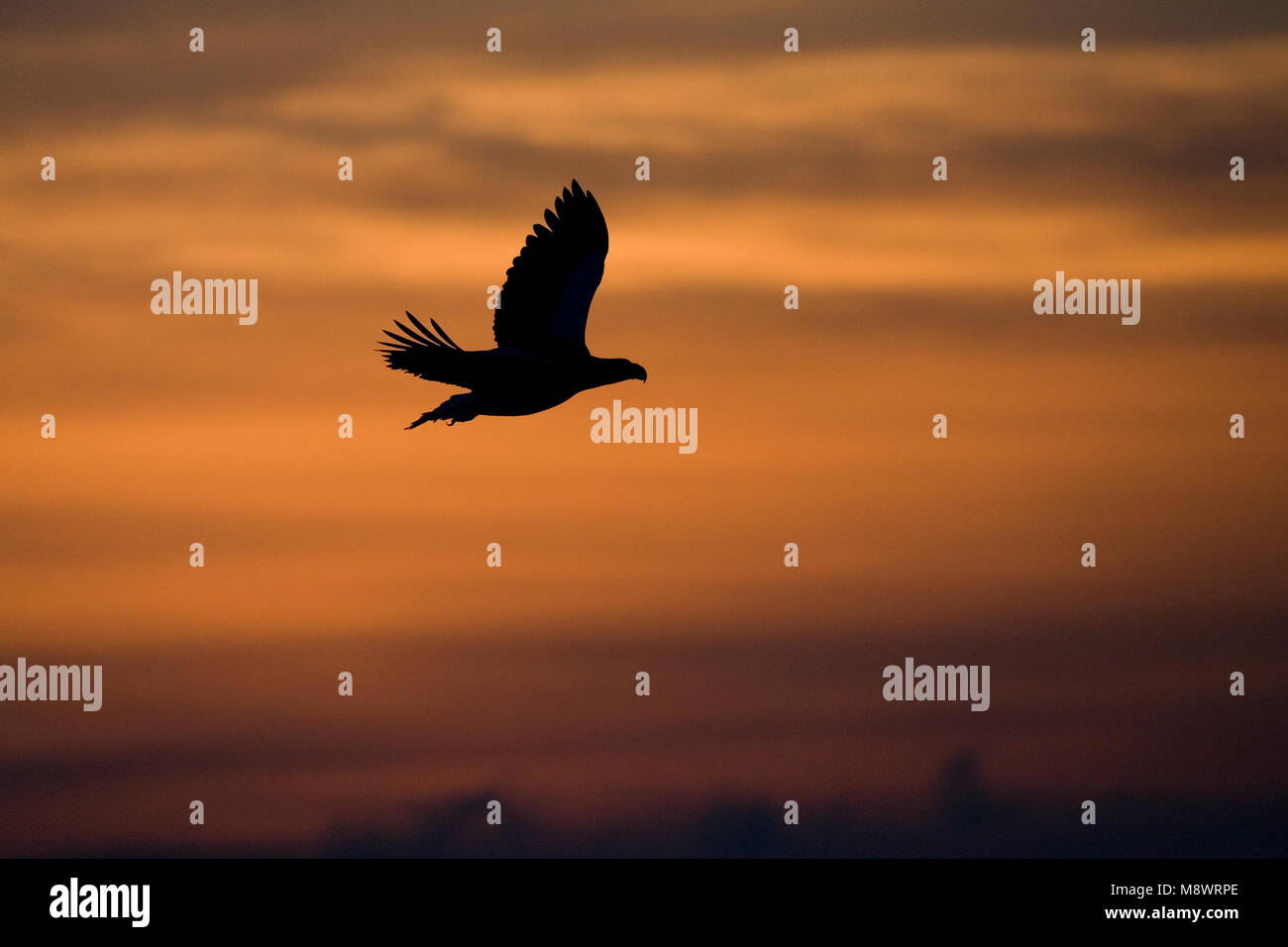 Stellers Sea - Adler nach Fliegen; Steller - zeearend volwassen Vliegend Stockfoto