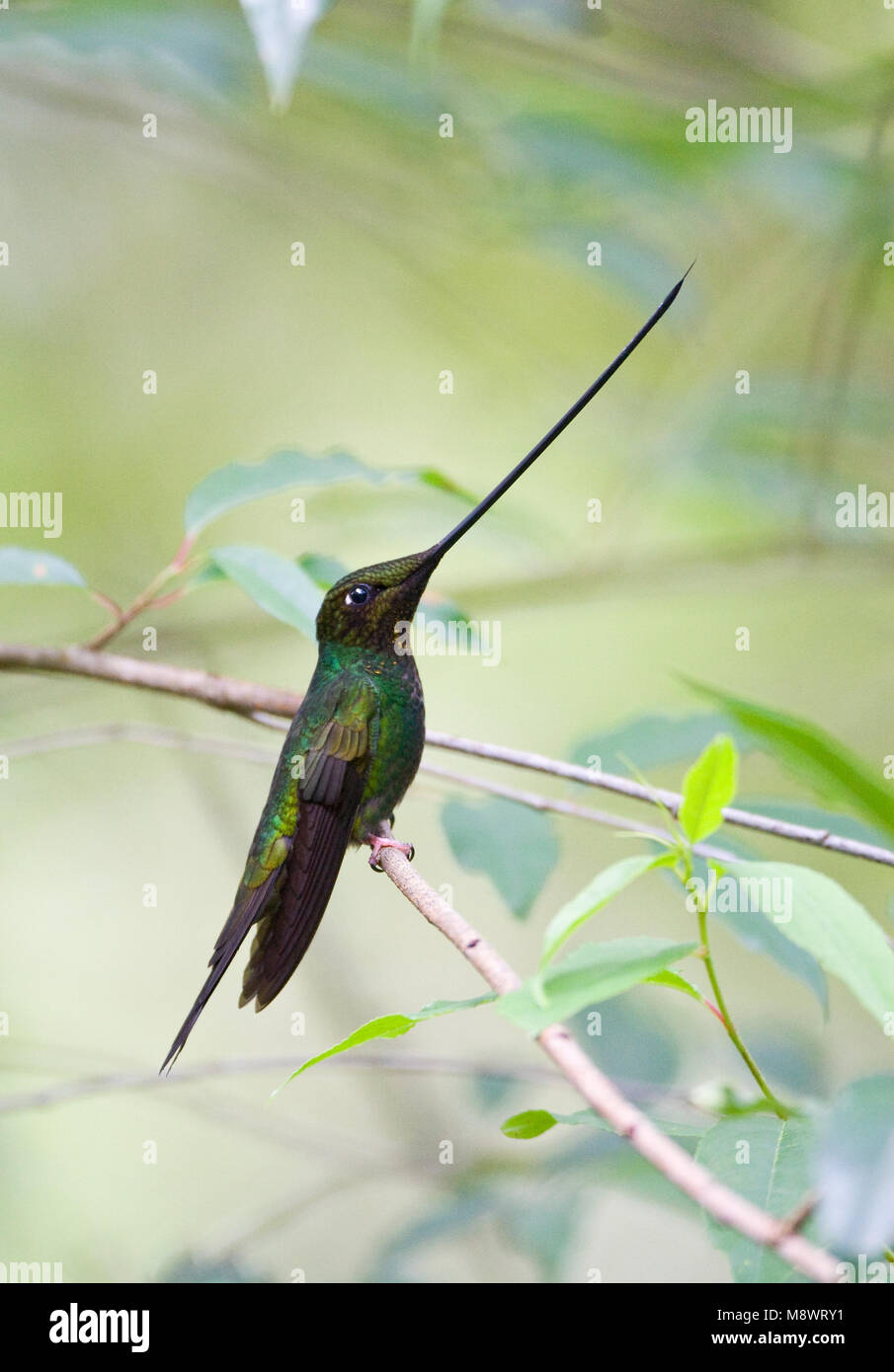 Takje Zwaardkolibrie zittend op; Schwert-billed Hummingbird auf einem Ast sitzend Stockfoto