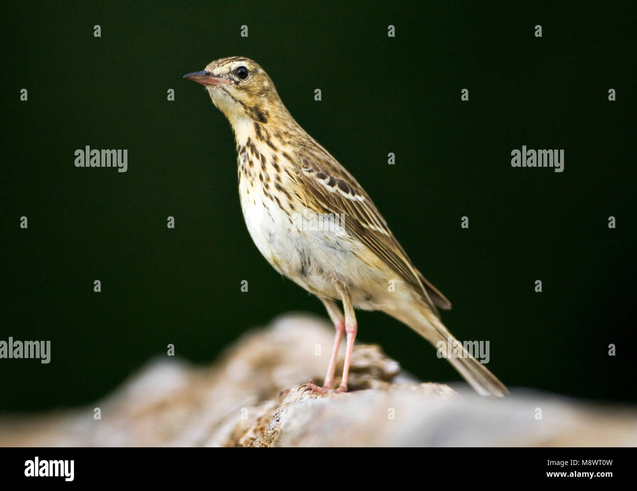 Boompieper; Baum Pieper; Anthus trivialis Stockfoto