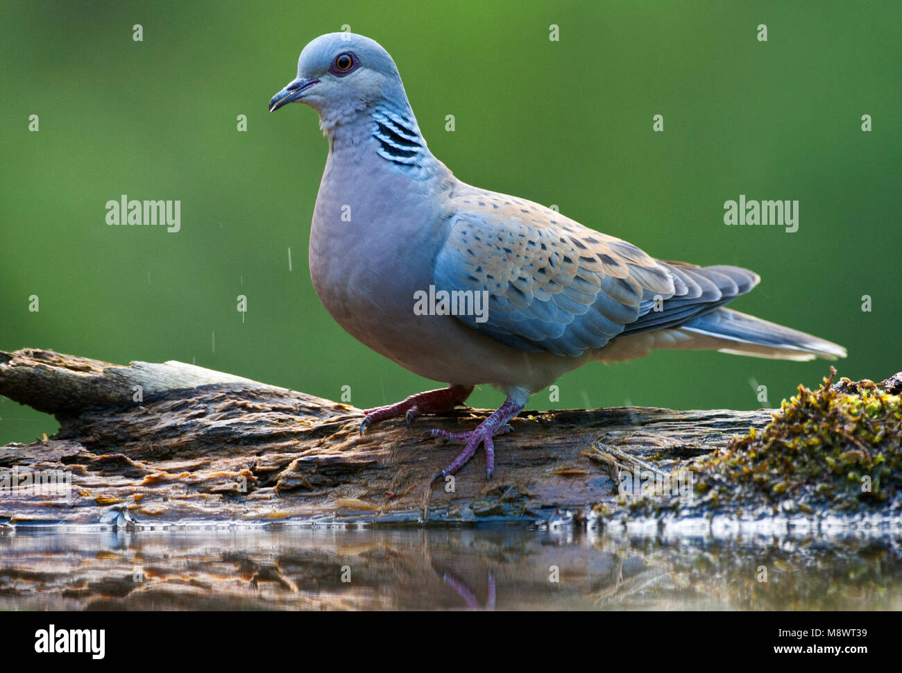 Zomertortel; Turteltaube Streptopelia turtur; Stockfoto