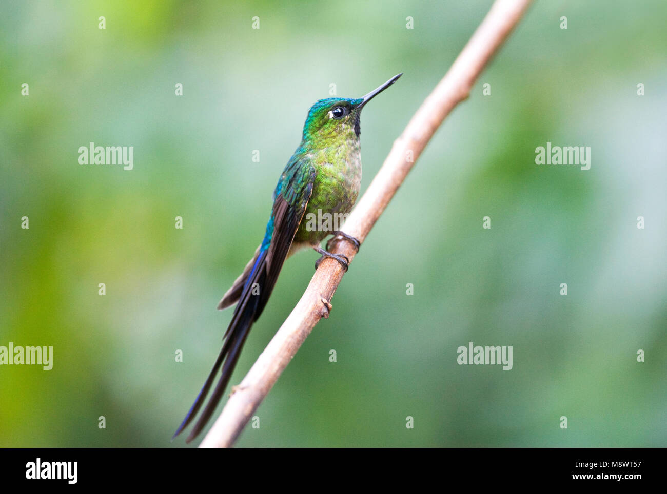 Violetstaartnimf op een Tak; Violett-tailed Sylph auf einem Zweig Stockfoto