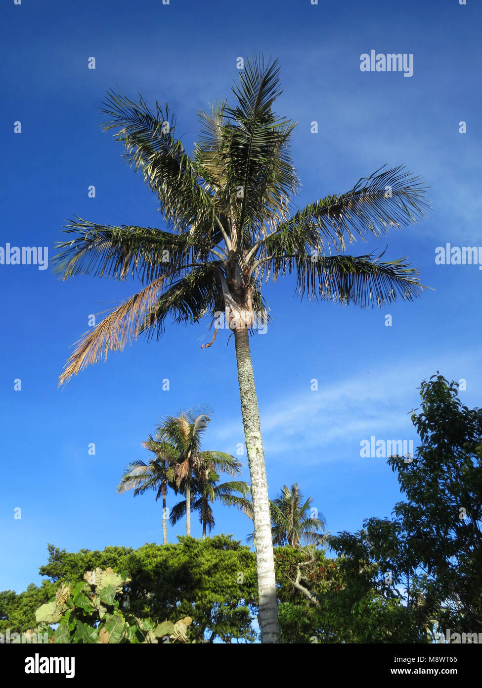 Slaapboom (Palm) voor Santa Marta Parkiet; Schlafen Wax Palm für Santa Marta Sittich; Fundación ProAves Stockfoto