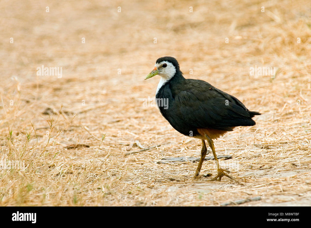 White-breasted Waterhen, Amaurornis phoenicurus Stockfoto