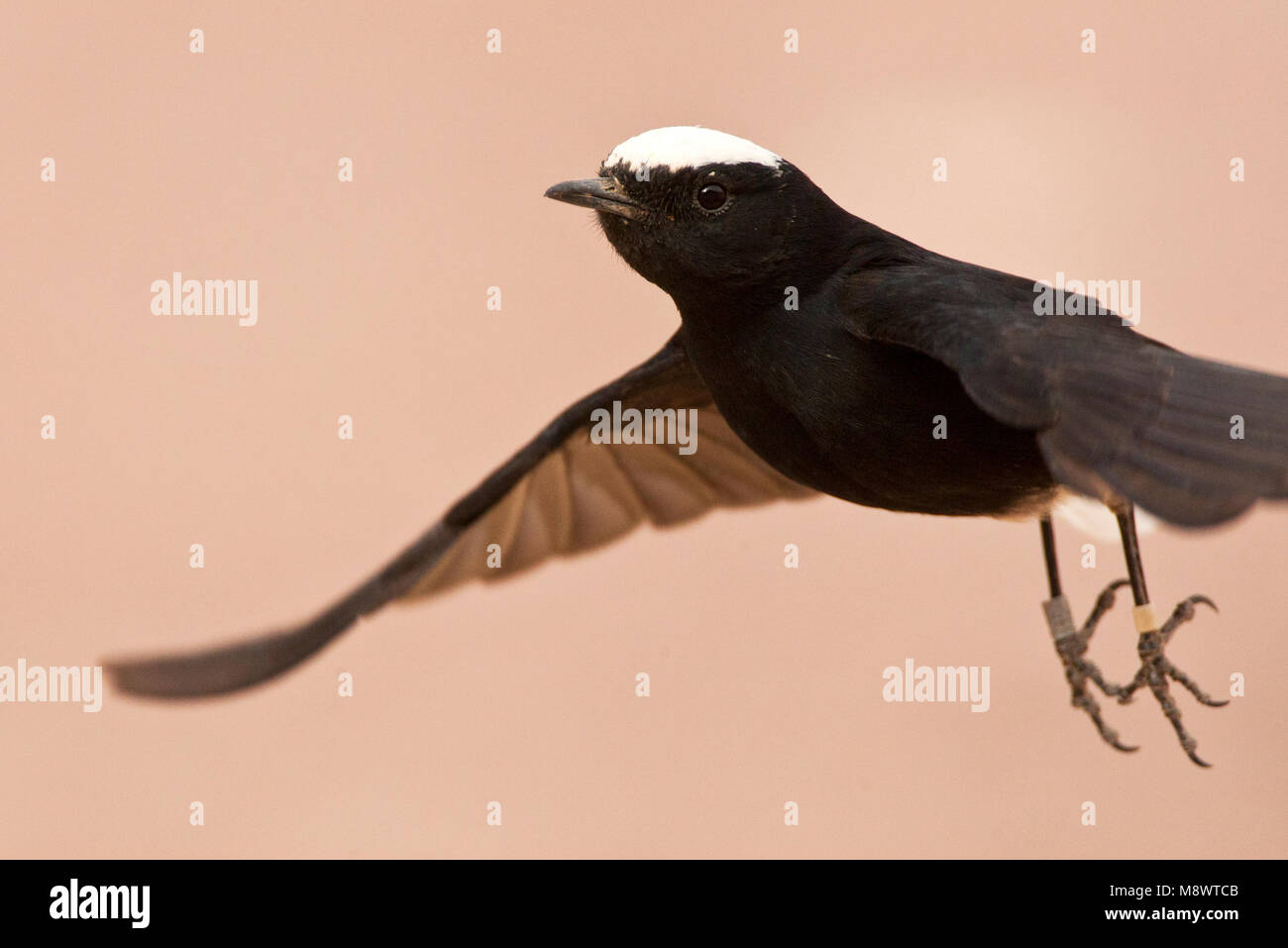 Witkruintapuit vliegend; Weiß-gekrönten Steinschmätzer fliegen Stockfoto