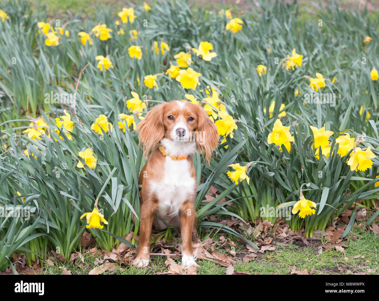 Greenwich, Großbritannien. 20. März, 2018. 11 Monate alte Cockapoo Pip spielt in Narzissen im Greenwich Park. Es war ein sonniger Tag im Haus der Zeit in Greenwich am Tag der Frühlingstagundnachtgleiche. Rob Powell/Alamy leben Nachrichten Stockfoto