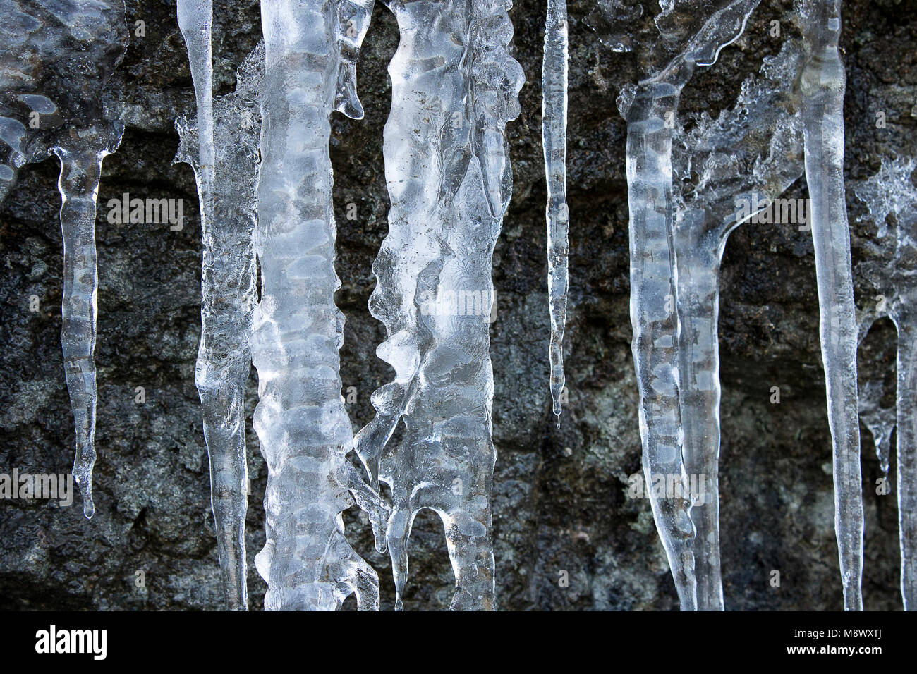 Gefrorenes Wasser Eiszapfen an der Seite des Great Orme in Llandudno, Wales. Stockfoto