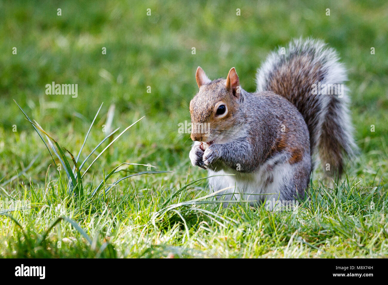 21. Mär 2018. UK Wetter. Ein graues Eichhörnchen (Sciurus carolinensis) Feste auf Erdnüsse morgen auf einen sonnigen Tag in East Sussex, UK. Credit: Ed Brown/Alamy leben Nachrichten Stockfoto