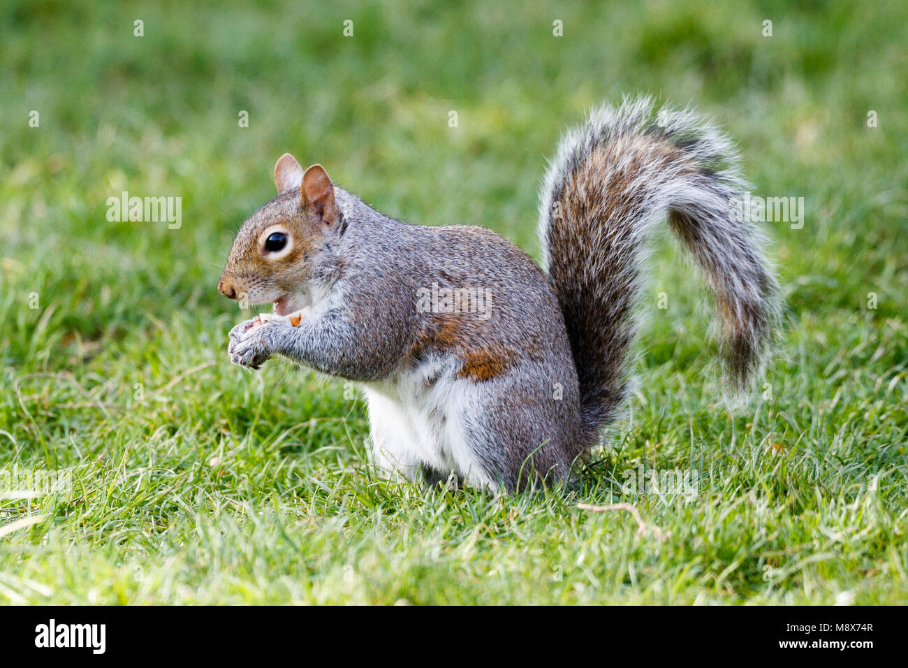 21. Mär 2018. UK Wetter. Ein graues Eichhörnchen (Sciurus carolinensis) Feste auf Erdnüsse morgen auf einen sonnigen Tag in East Sussex, UK. Credit: Ed Brown/Alamy leben Nachrichten Stockfoto