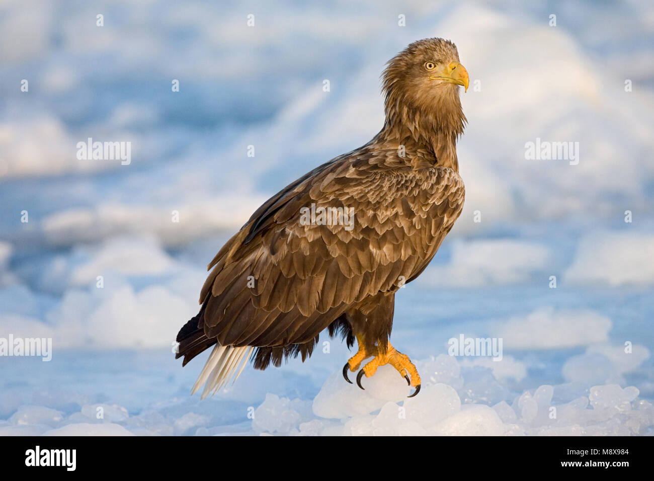 Seeadler nach thront auf Eis; Zeearend volwassen zittend op het ijs Stockfoto