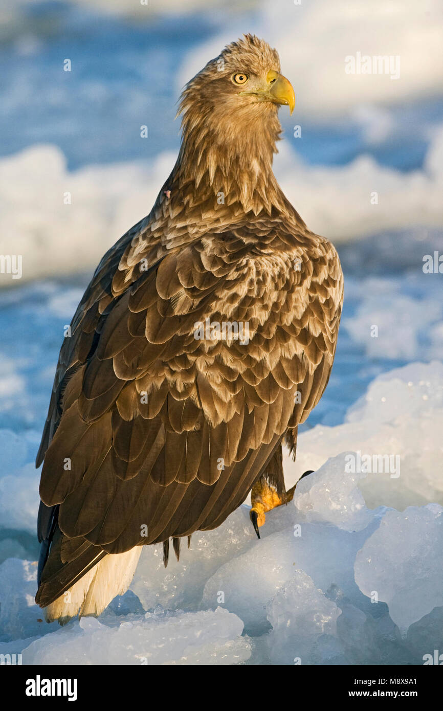 Zeearend, Seeadler, Haliaeetus albicilla Stockfoto