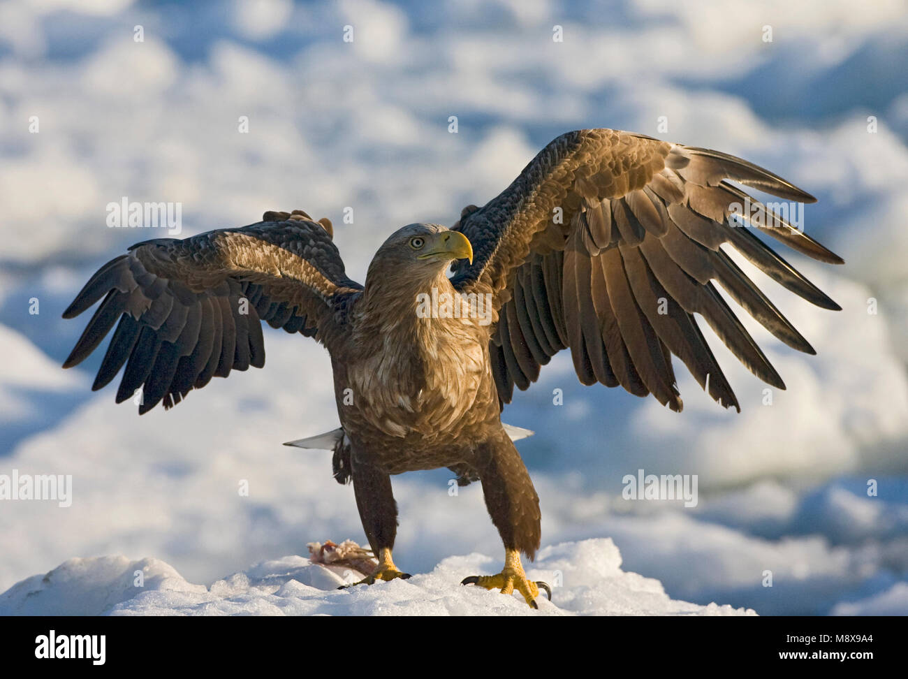 Zeearend, Seeadler, Haliaeetus albicilla Stockfoto