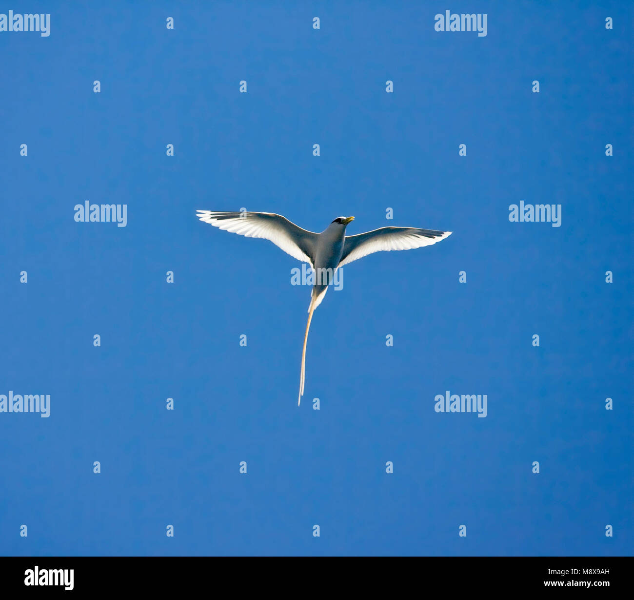 In Witstaartkeerkringvogel vlucht tegen Blauwe lucht; Fliegen White-tailed Tropicbird gegen den blauen Himmel Stockfoto