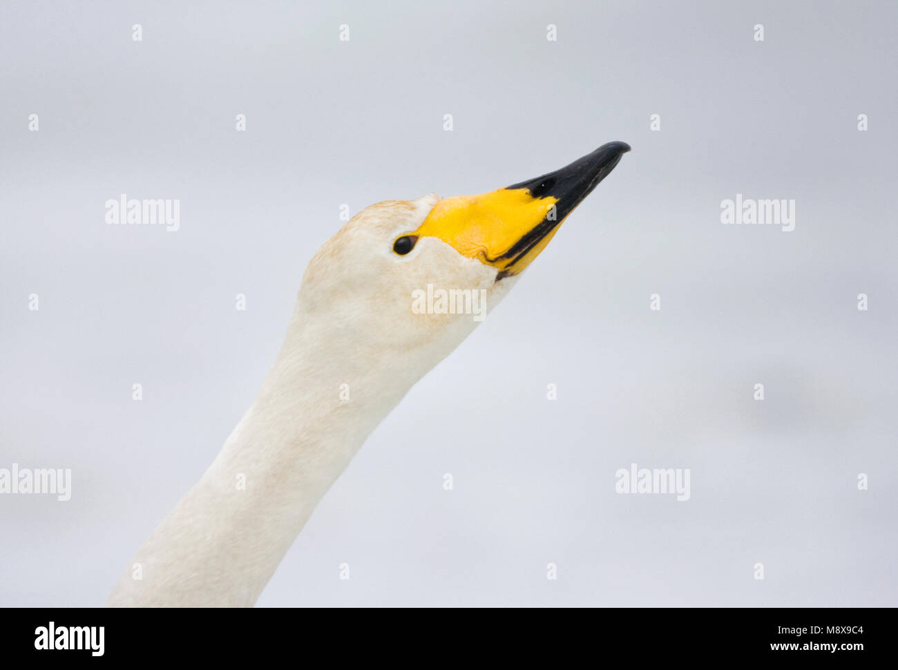 Wilde zwaan volwassen Close-up; Singschwan nach Portrait Stockfoto