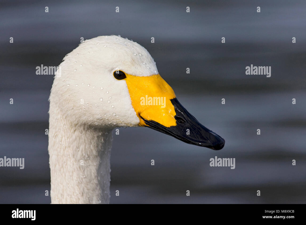 Wilde zwaan Close-up; Singschwan nach Portrait Stockfoto