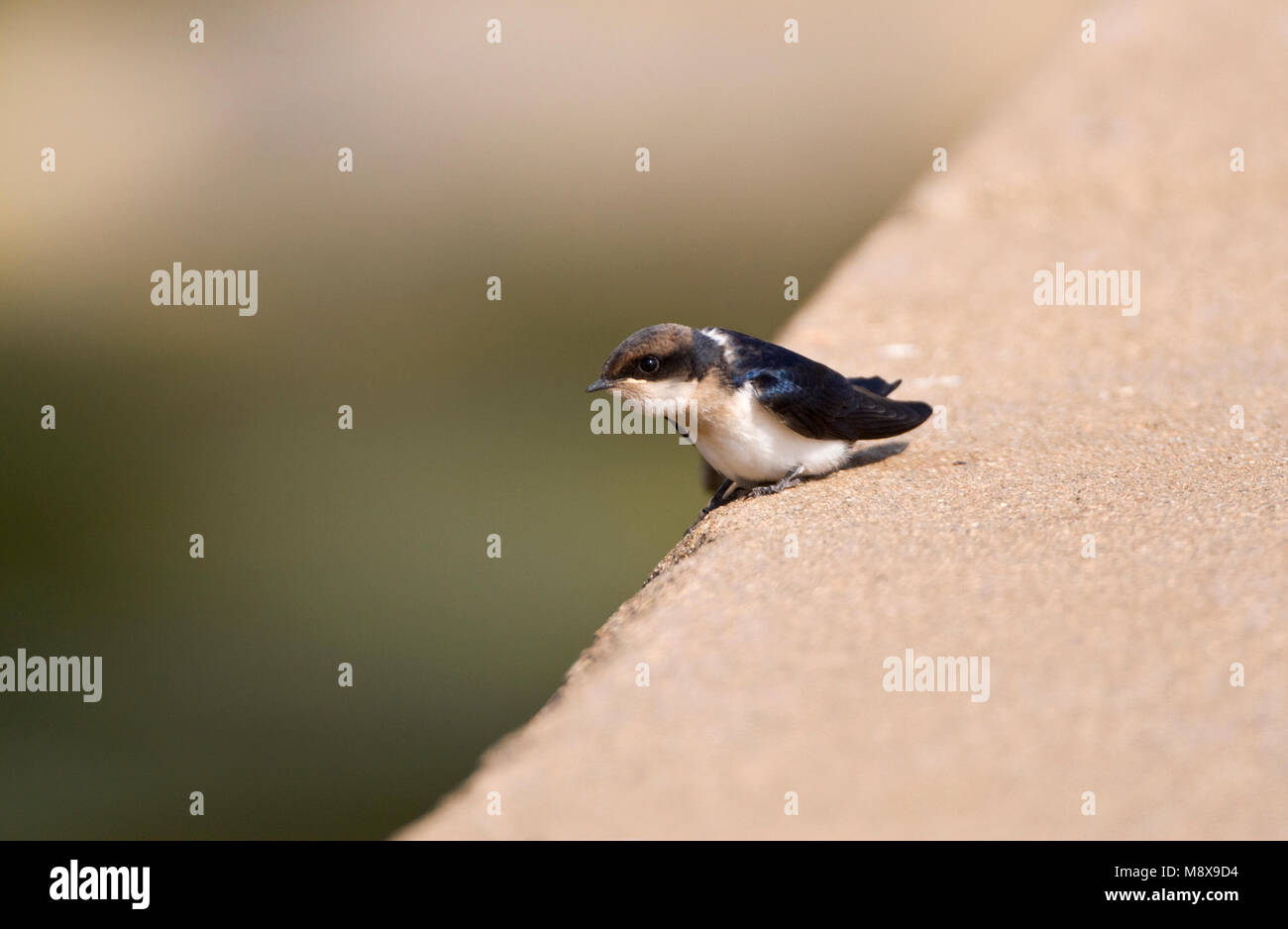 In Roodkruinzwaluw zit; Kabel-tailed thront Schlucken Stockfoto