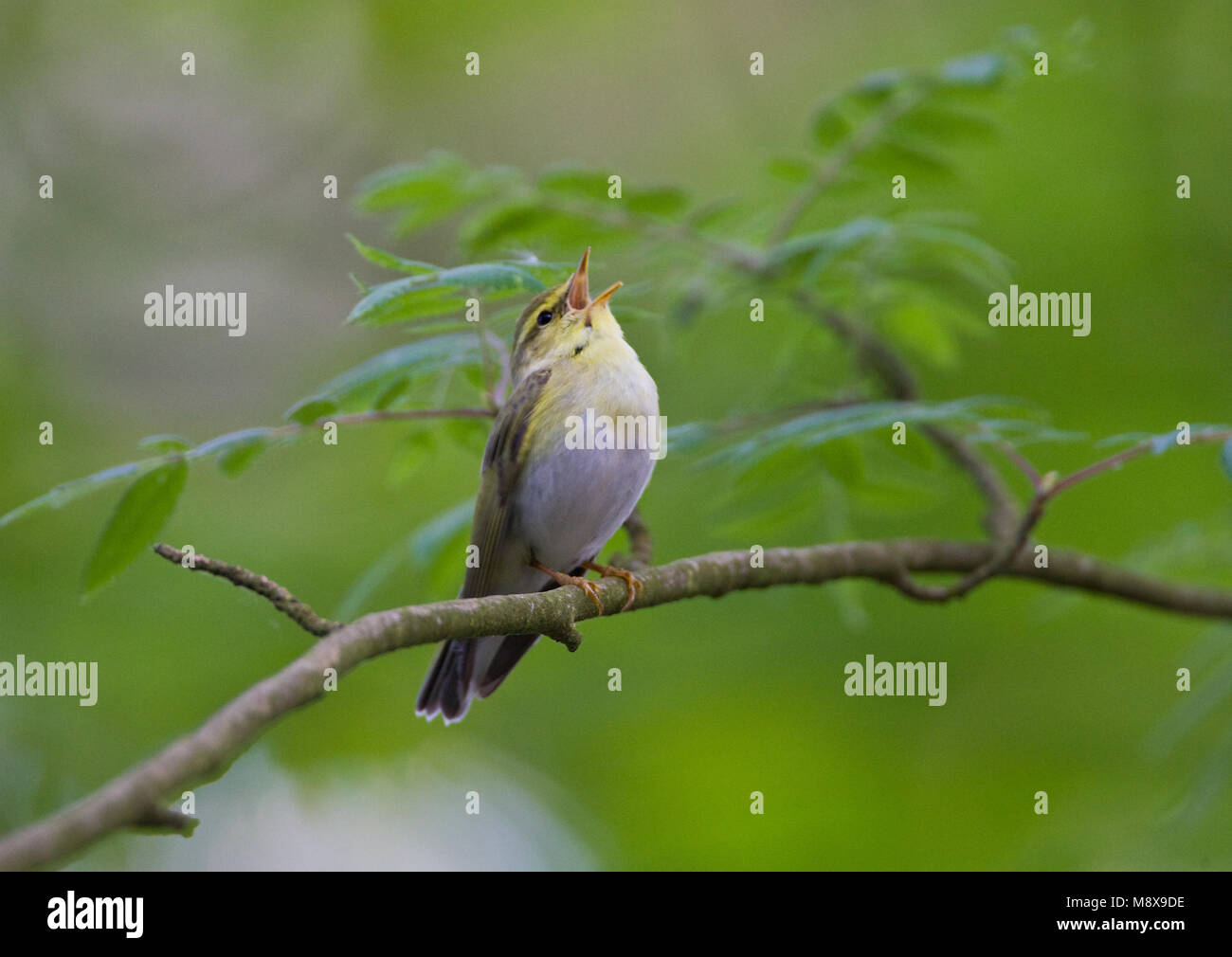 Zingende Fluiter; Singen Wood Warbler Stockfoto