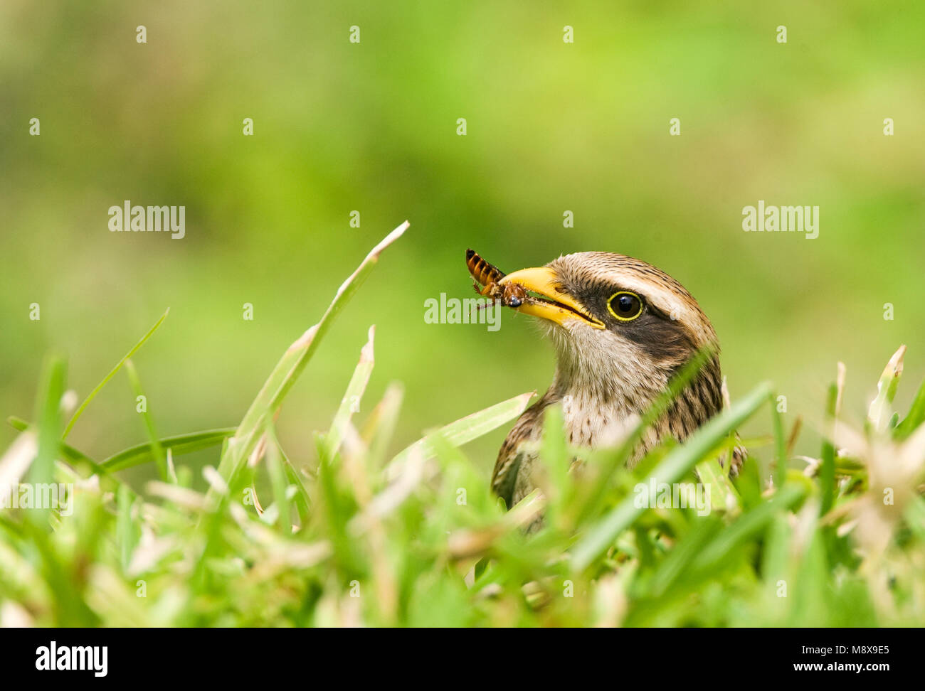 Geelsnavelklauwier; Gelb-billed Shrike Stockfoto