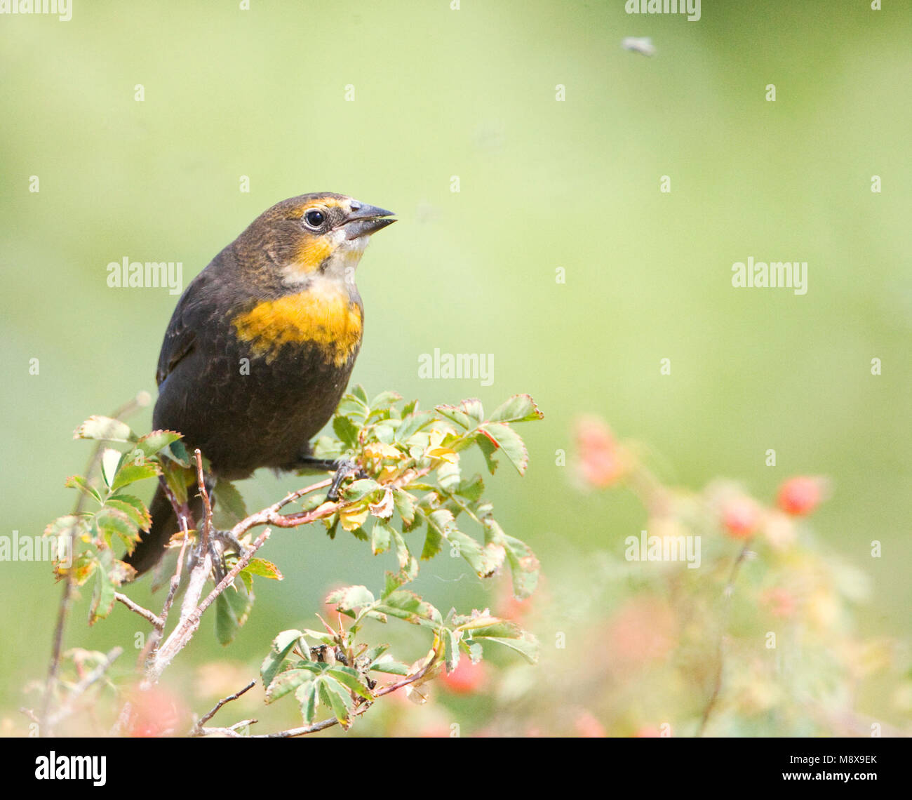 Geelkoptroepiaal, Yellow-headed blackbird Stockfoto