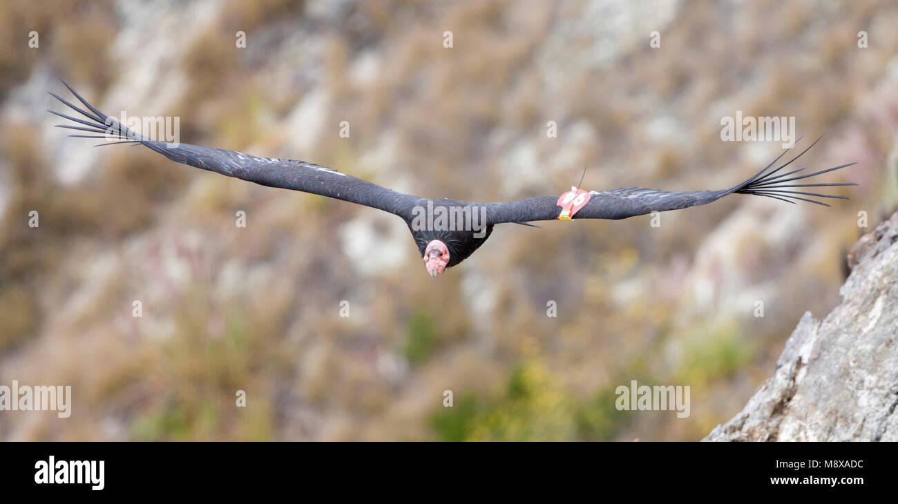 Gezenderde Californische Condor in Vlucht; Kalifornien Condor mit Sender im Flug Stockfoto