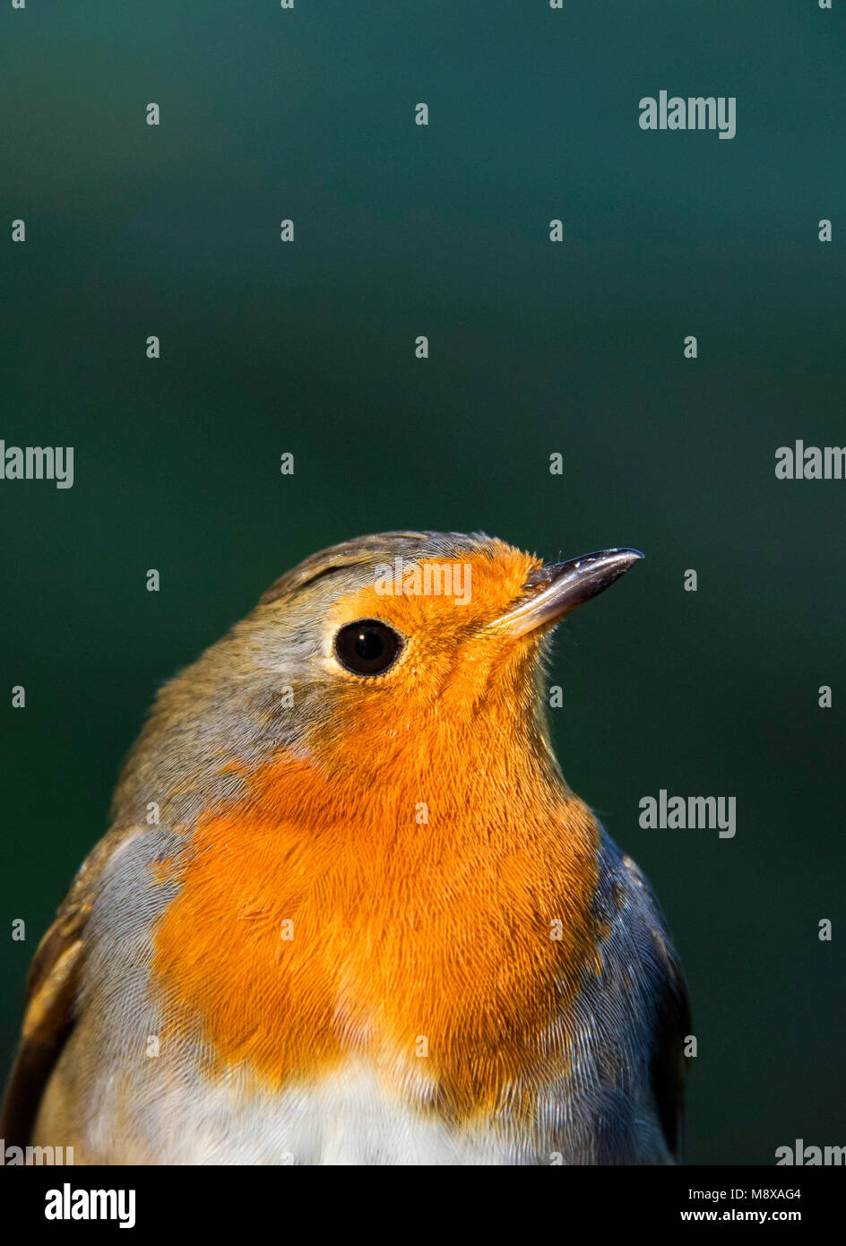 Roodborst Gevangen op ringbaan Nijmegen; Europäische Rotkehlchen (Erithacus Rubecula) auf klingelnden Station gefangen Stockfoto