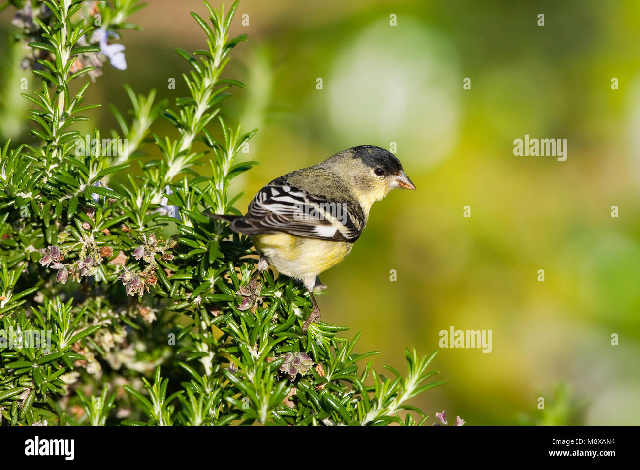 Witbandsijs mannetje zittend in Struik; Weniger Stieglitz Männchen in Busch gehockt Stockfoto
