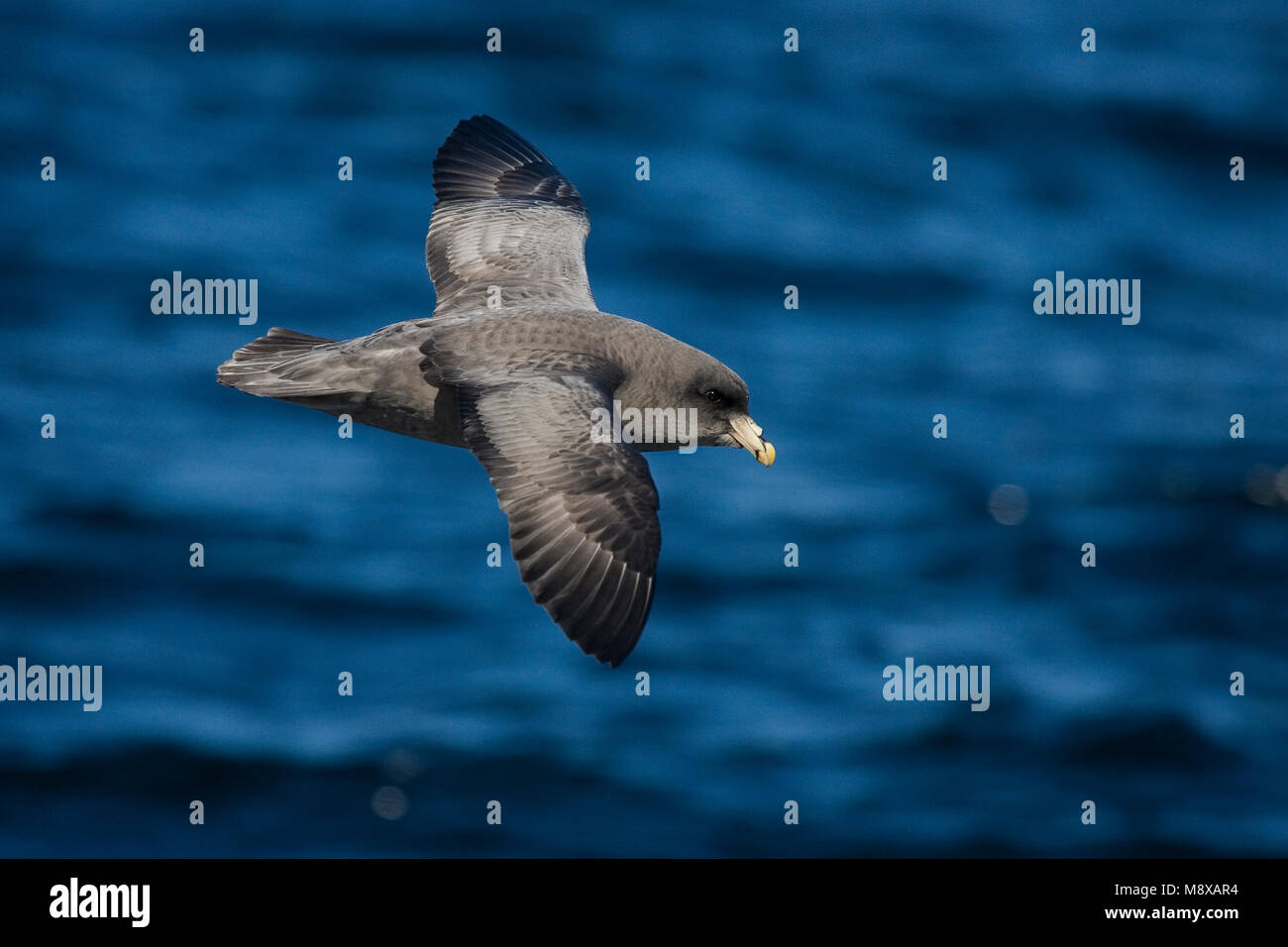 Donkere fase Noordse Stromvogel in Vlucht; Dunkle fase Nördlichen Eissturmvogel im Flug Stockfoto