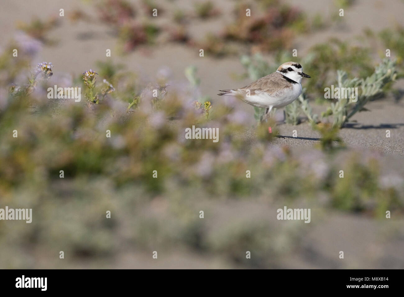 Strandplevier staand in Zand; Snowy Plover thront im Sand Stockfoto