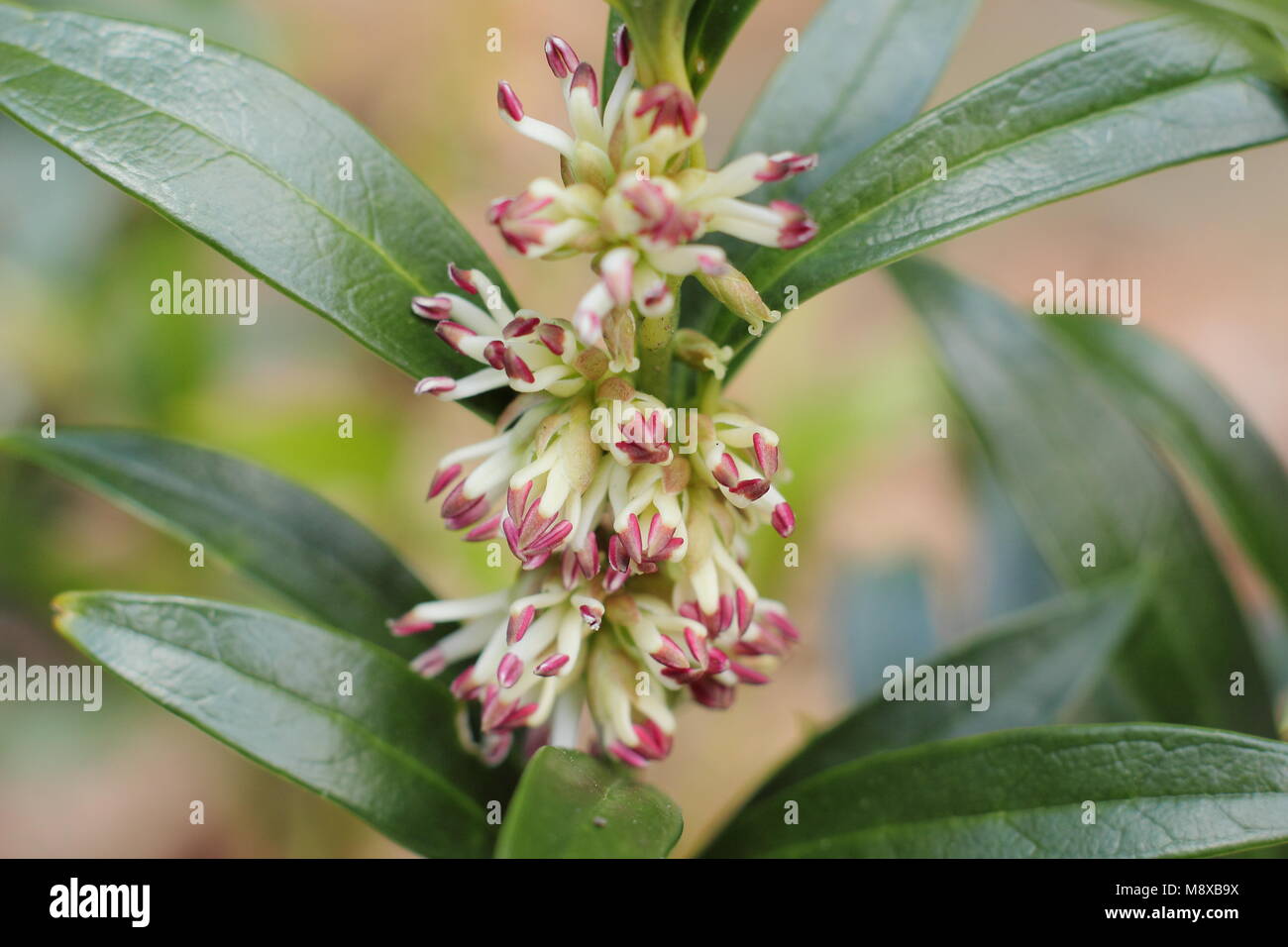 Mehrere valuesWinter Sarcococca hookeriana var. Blumen "Ghorepani" (süß, oder Weihnachten), UK Stockfoto