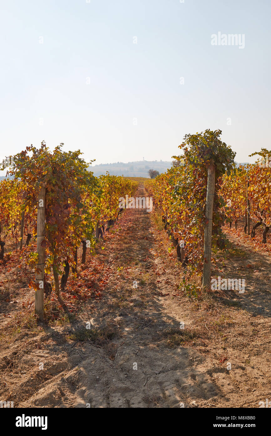 Rebzeilen im Herbst mit braunen und grünen Blätter an einem sonnigen Tag, Vanishing Point Stockfoto