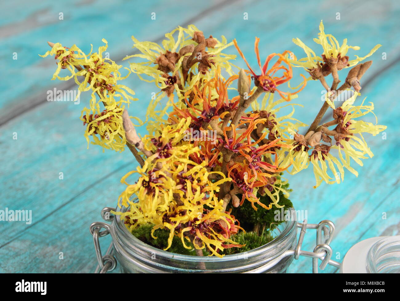 Hamamelis. Informelles Arrangement von Hamamelis intermedia 'Arnold Promise', 'Pallida', 'Jelena' und 'Primavera' in einem Glasgefäß mit dekorativem Moos. Stockfoto