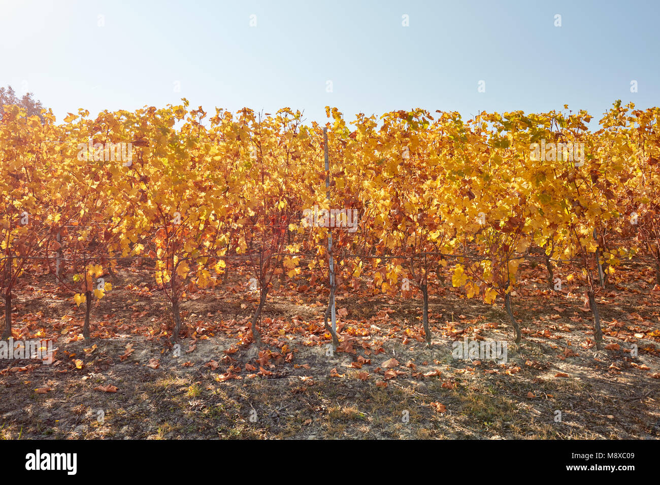 Weinberg, Weinstock Zeile im Herbst mit gelben Blätter an einem sonnigen Tag Stockfoto