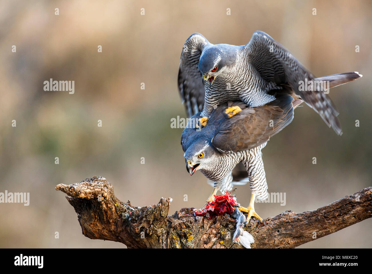 Parende Havikken; Anschluß nördlichen Habicht (Accipiter gentilis) Stockfoto