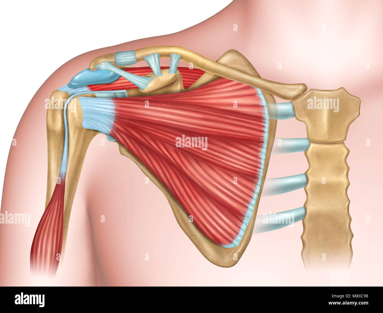 Anteriore Ansicht der Schulter Anatomie. Digitale Illustration. Stockfoto