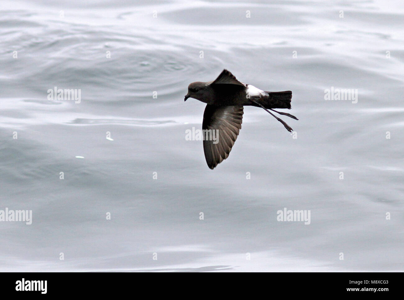 Vogel Bild gemacht von Pete Morris Stockfoto