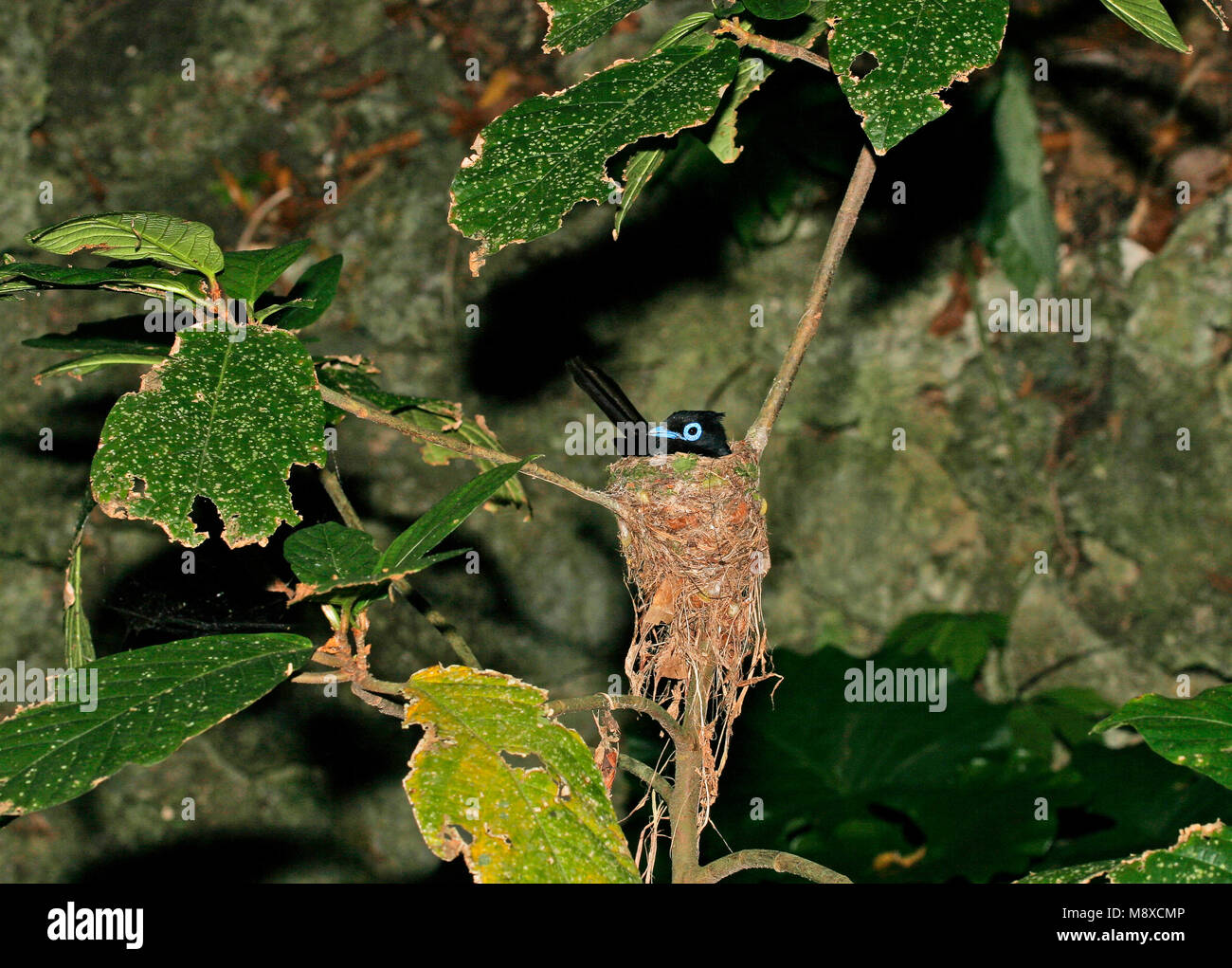 Japanischen Paradijsmonarch op Nest, Japanisch Paradise-Flycatcher auf Nest Stockfoto