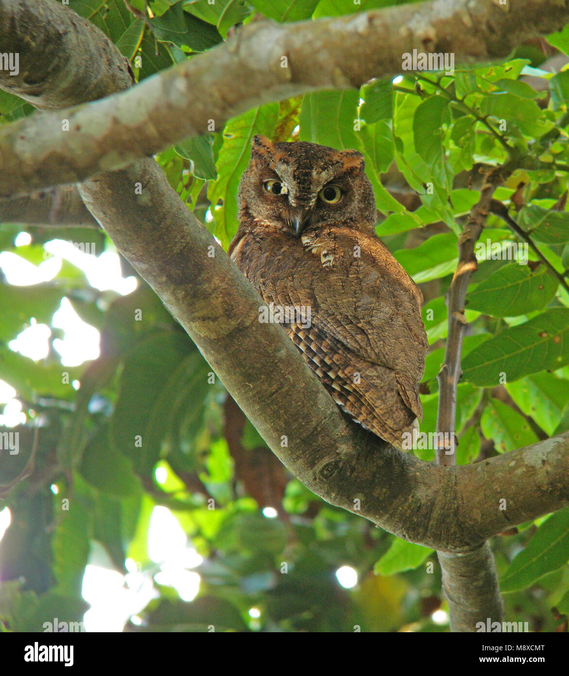 Elegante Scops-Owl (lanyu), Otus elegans botelensis Stockfoto