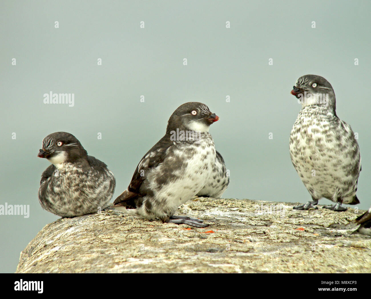 Dwergalk zittend op Rots, mindestens Auklet thront auf Rock Stockfoto