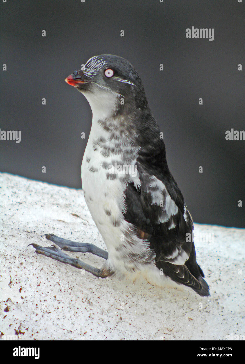 Dwergalk zittend op Rots, mindestens Auklet thront auf Rock Stockfoto