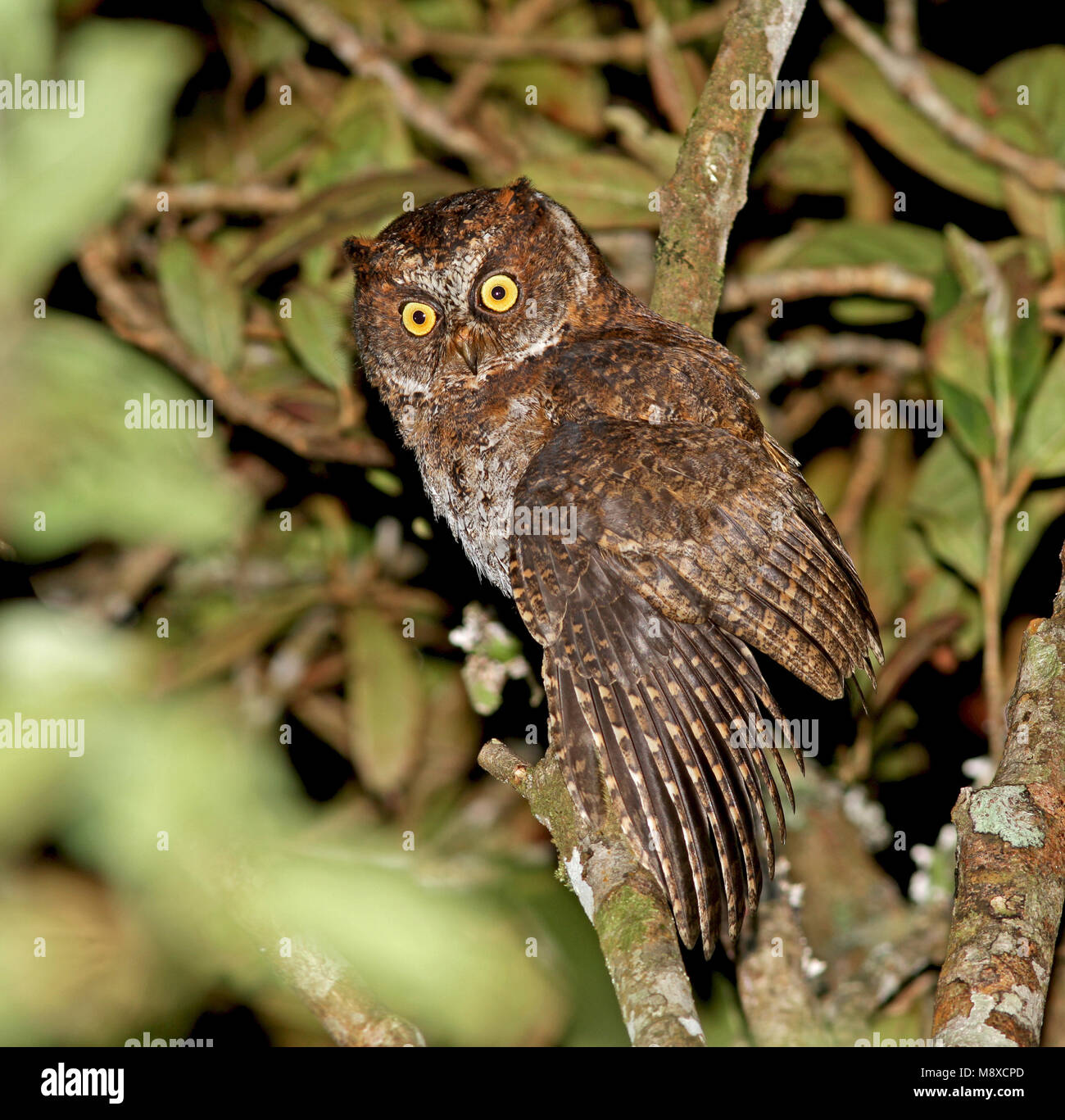 Luzondwergooruil, Luzon, Otus longicornis Scops-Owl Stockfoto