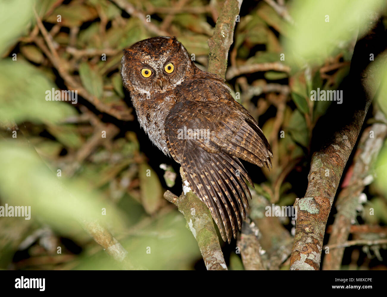 Luzondwergooruil, Luzon, Otus longicornis Scops-Owl Stockfoto