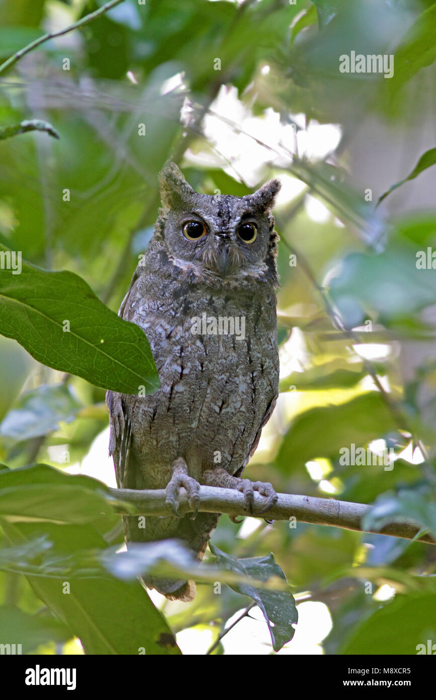 Mantananidwergooruil, Mantanani Scops-Owl, Otus mantananensis Stockfoto
